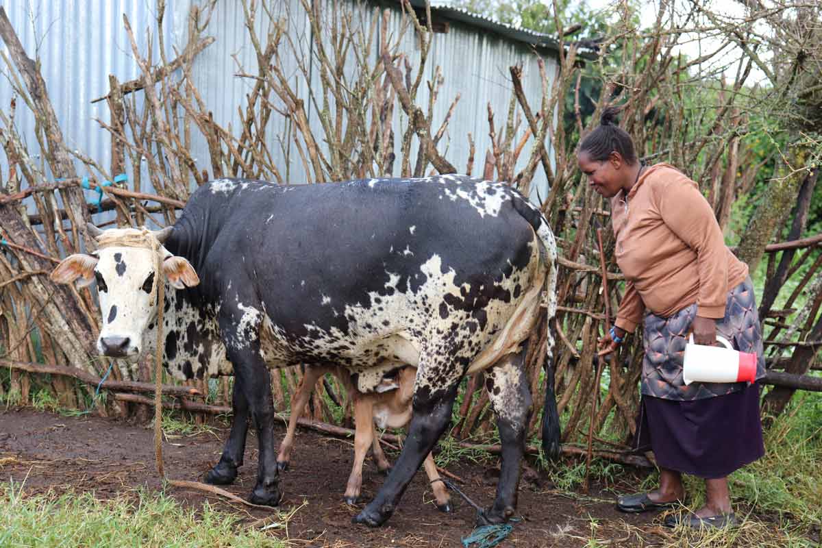 Christine Njoki arrives at her farm, ready to milk the family's only remaining cow in Enkorika village in Kenya's Kajiado County. Credit: Dominic Kirui