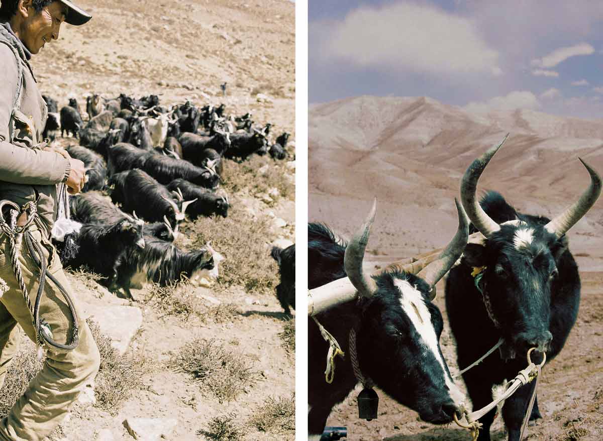 Despite the impacts of climate change, animal husbandry and agriculture are still crucial to the local economy in Upper Mustang.