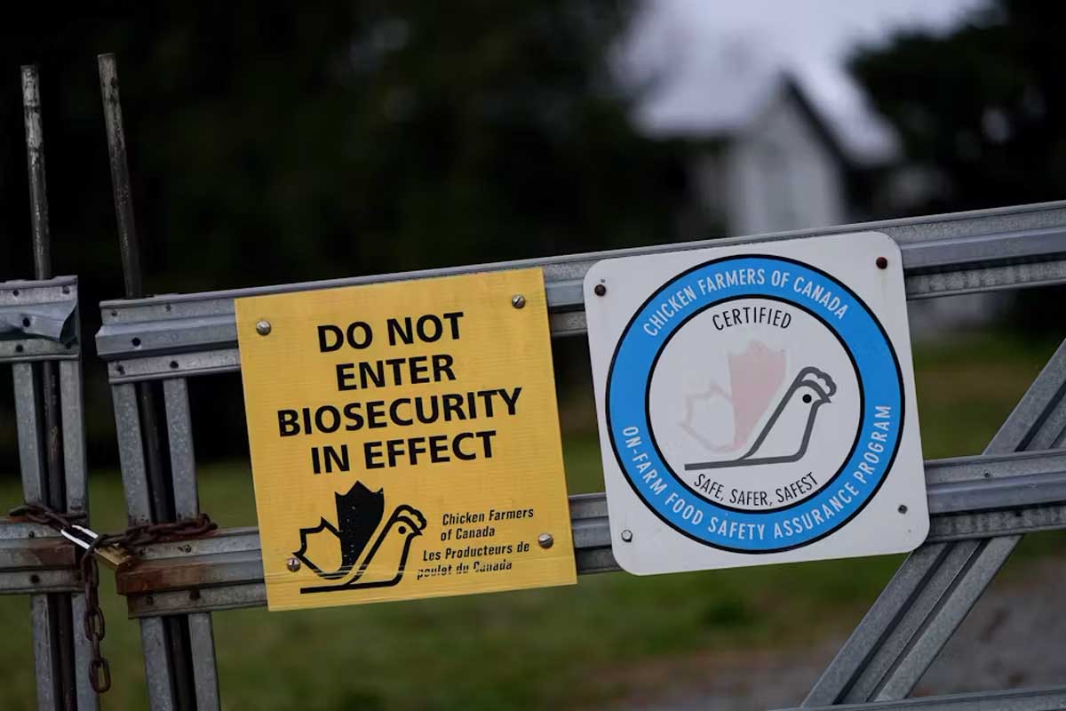 A biosecurity warning sign is seen on a locked gate at a commercial poultry farm in Abbotsford, B.C., on Nov. 25, 2024 after the Canadian Food Inspection Agency detected avian flu at a number of locations in the Fraser Valley. THE CANADIAN PRESS/Darryl Dyck
