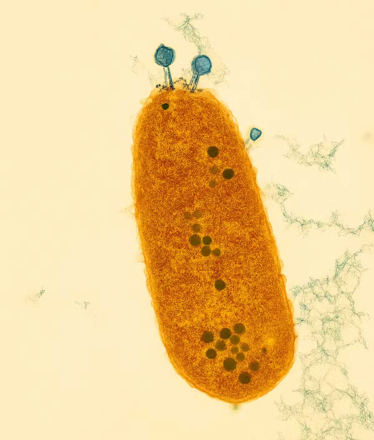 A bacterium (orange) being attacked by phages (black dots). Southampton University, CC BY 4.0