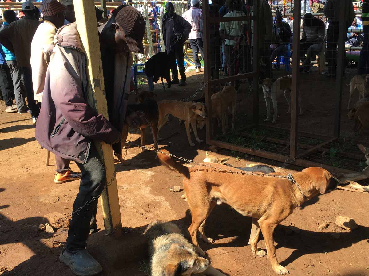 Freddy Namusasi, a dog seller, chaining his two dogs on a metallic post for display at Lubao dog market in Kakamega. Credit: Pius Sawa