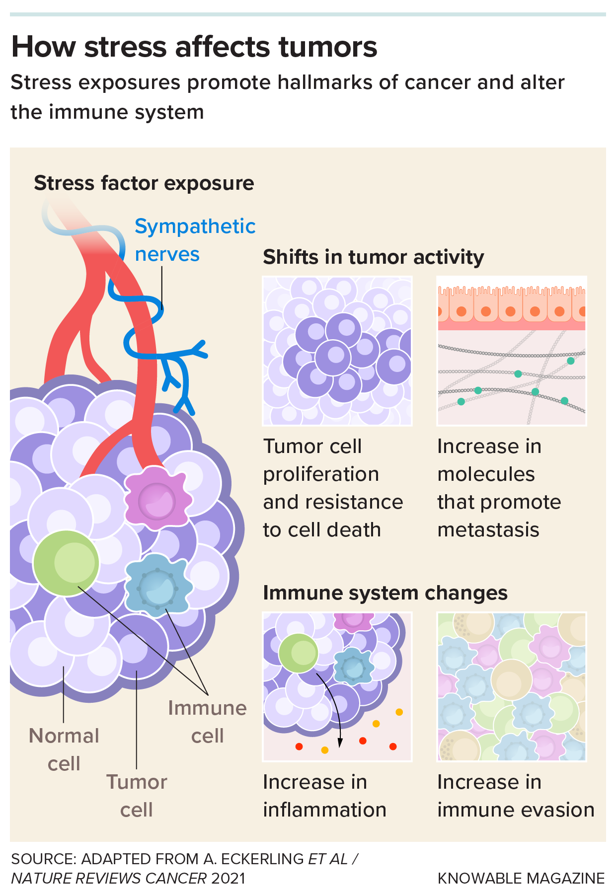 The sympathetic nervous system carries signals from the brain to sites around the body, including tumors. These signals can influence tumor cells in a variety of ways that promote cancer, studies show. Blocking the activity of key molecules in this system with beta blockers may help counteract some of these effects.