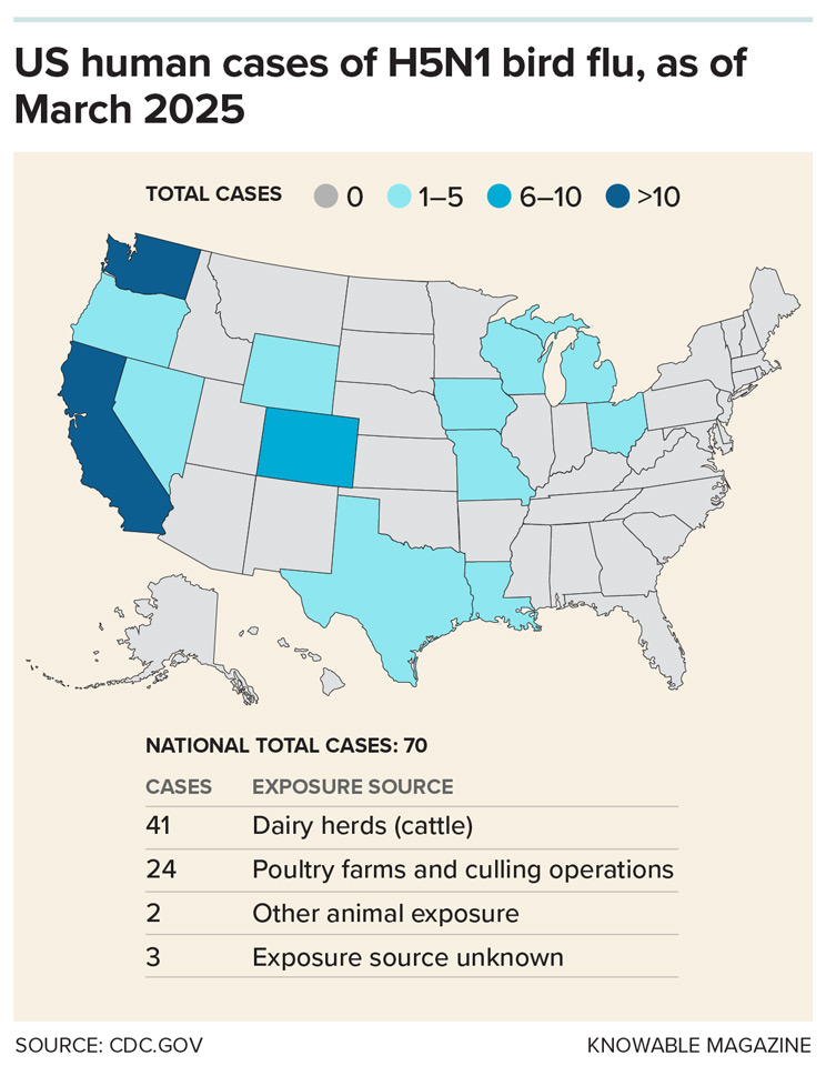 Between 2024 and spring 2025, 70 people in the United States were confirmed to have caught avian flu, mostly through dairy or poultry operations.