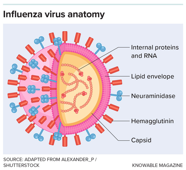 Influenza viruses share the same basic structure, but diversity within their genes and proteins means that they can mutate and morph to infect different hosts and evade immune defenses.