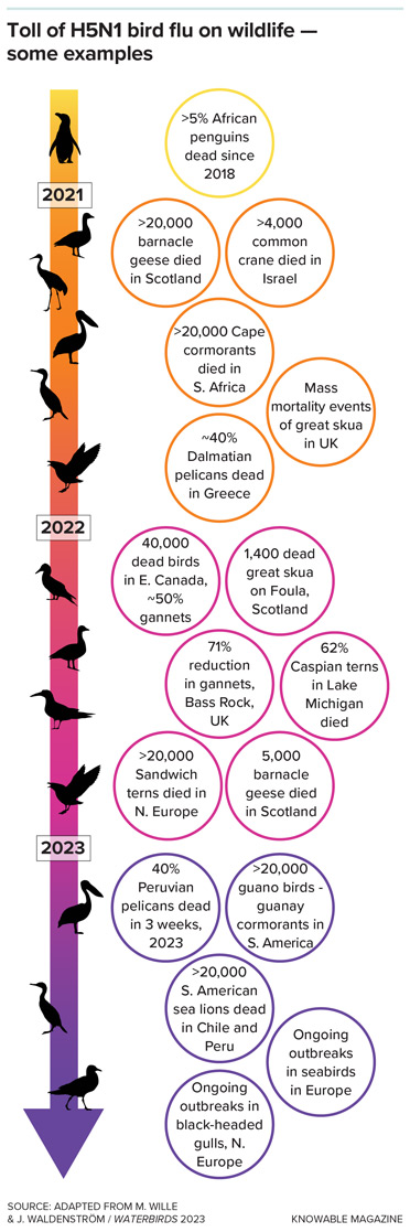 Panzootic bird flu killed tens of thousands of birds, as well as sea lions, between 2021 and 2023. Since then, it has continued to ravage wildlife, including black-browed and snowy albatross.