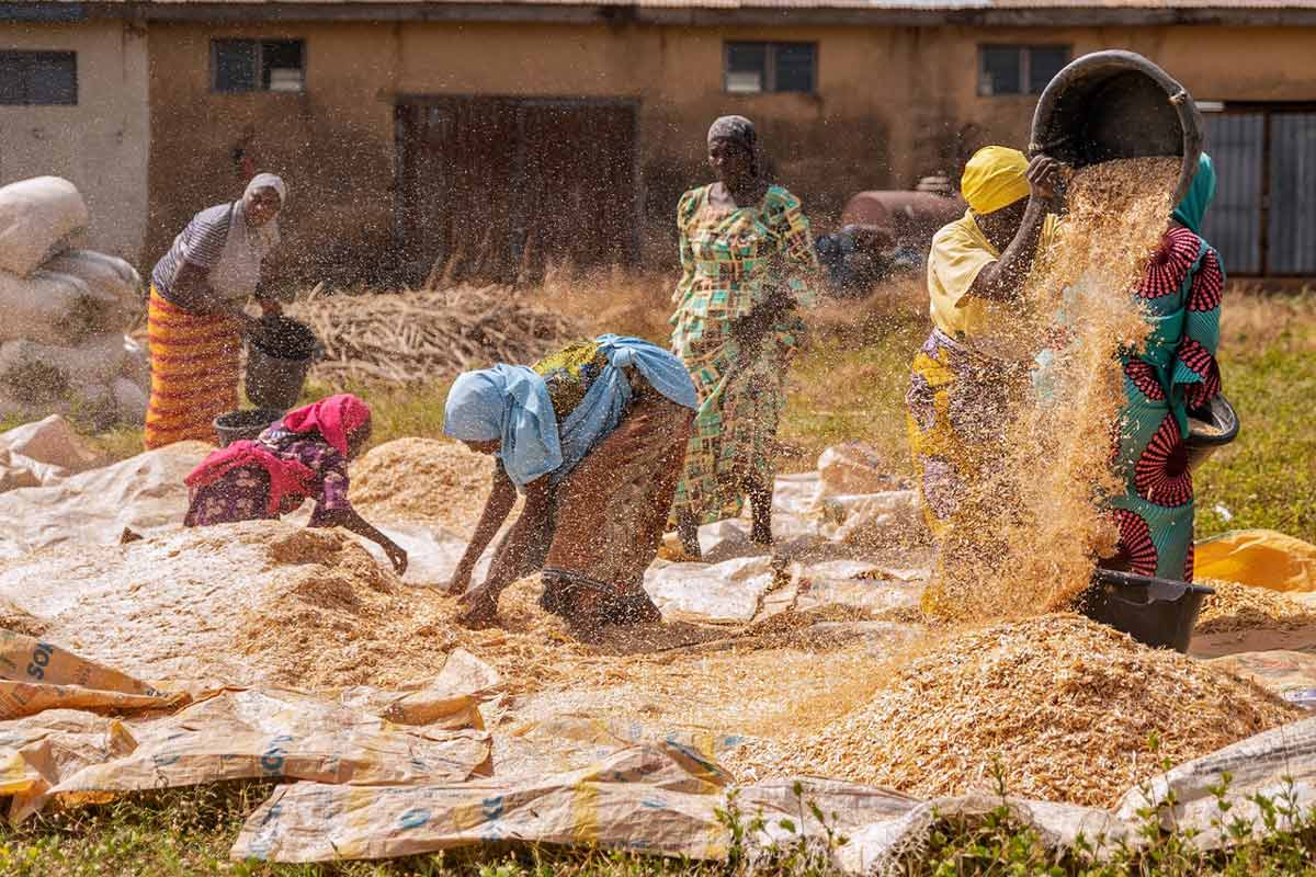 A group of mothers winnowing grain in Zaria, Nigeria. A single crop failure can bring misery to a rural economy, but climate change can bring year-after-year of failed crops leading to community-wide anxiety and despair. Image by Wisdom Ezechi / Global Landscapes Forum via Flickr (CC BY-NC-SA 2.0).