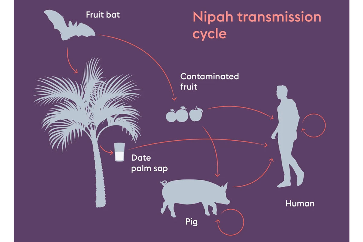 Nipah transmission cycle