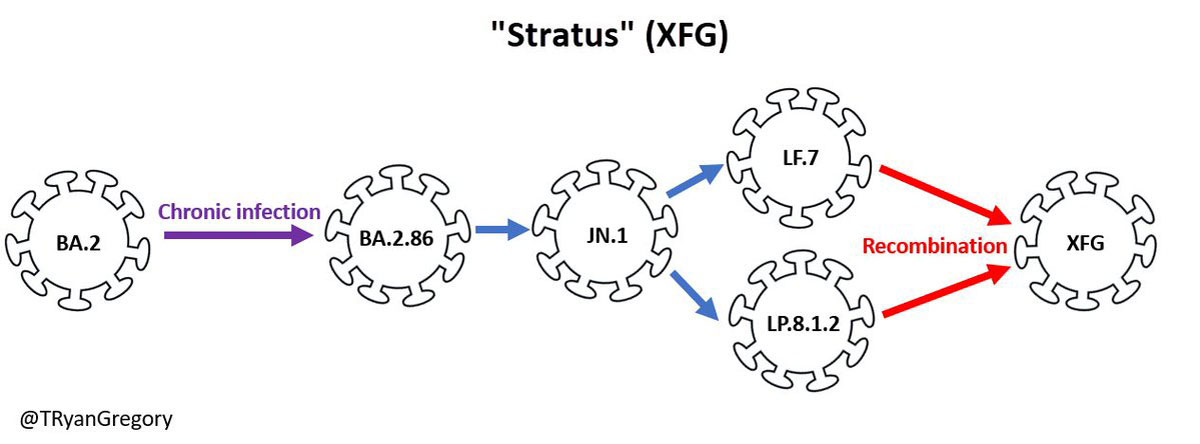 Stratus cells. Credit: Nimbus cells. Credit: T Ryan Gregory.