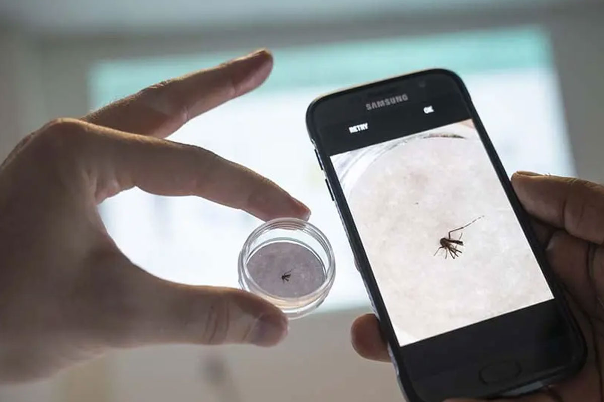 Using an AI tool in a smartphone to identify a disease-spreading mosquito. Credit: SciDev.Net