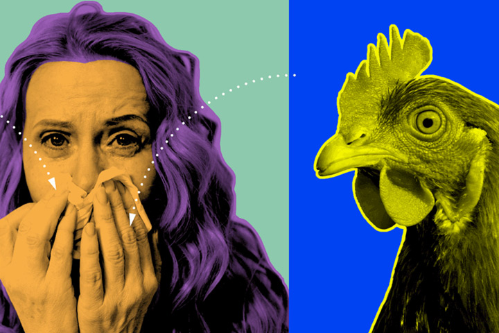 People are catching avian flu from both chickens and cows. Credit: Knowable Magazine