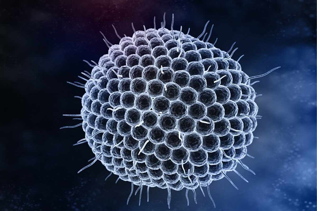 Herpes zoster virus. Credit: NFID