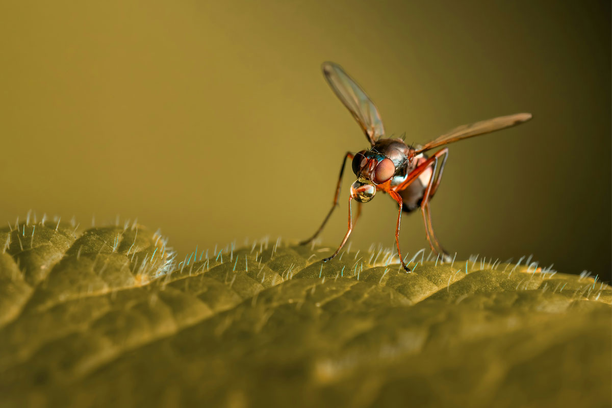 Mosquito resting on a leaf. Credit: Skyler Ewing