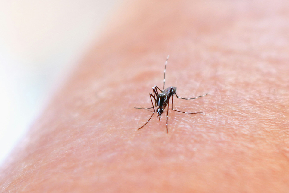 Aedes Mosquito which can transmit multiple diseases. Credit: Unsplash, NIAID