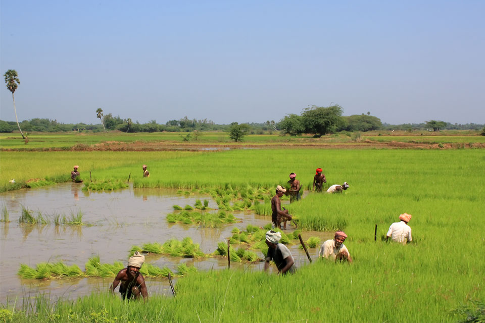 Paddy fields in Thanjavur, India. Credit: Ricardo Martins/Flickr