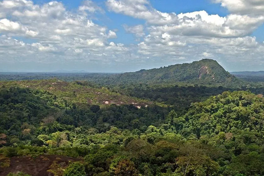 Suriname is covered almost entirely covered by rainforest. Credit: David Evers