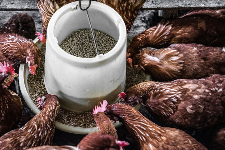 Chicken feed from a bucket of grain. Credit: Arisa Chattasa/ Unsplash