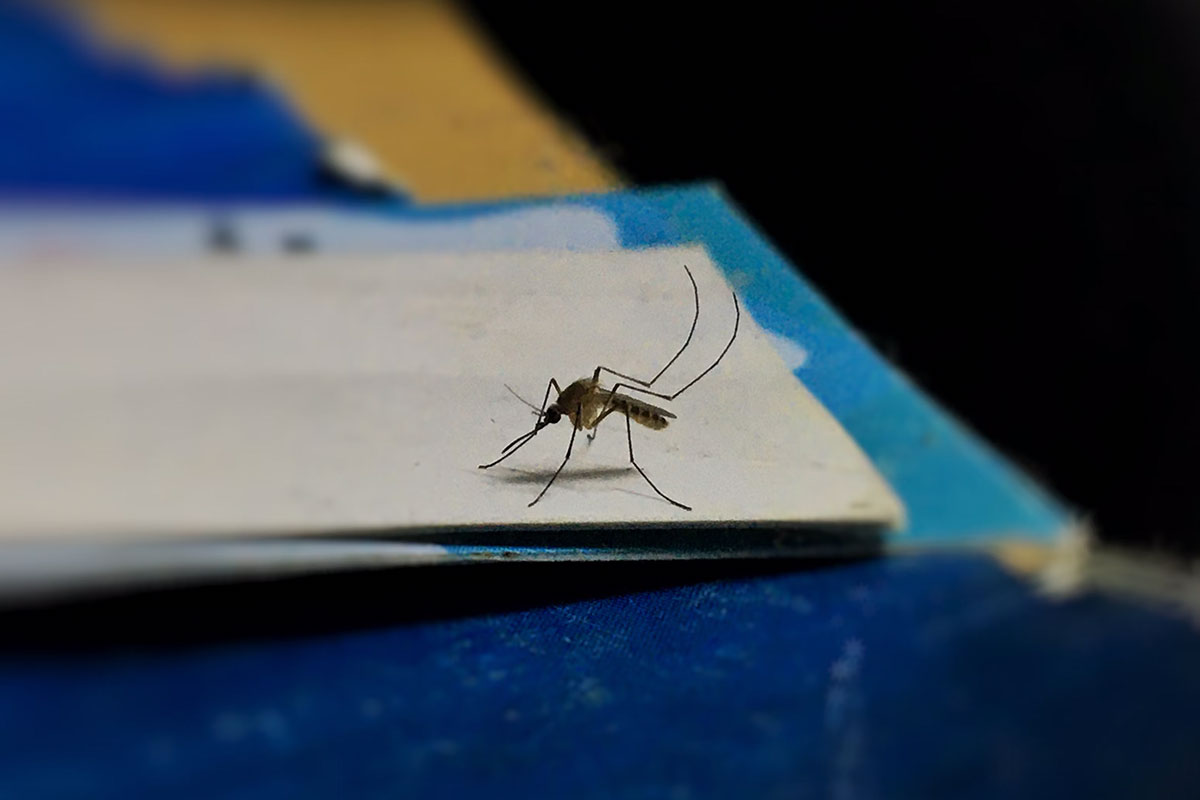 Mosquito sitting on a page. Credit: Methyl Girish