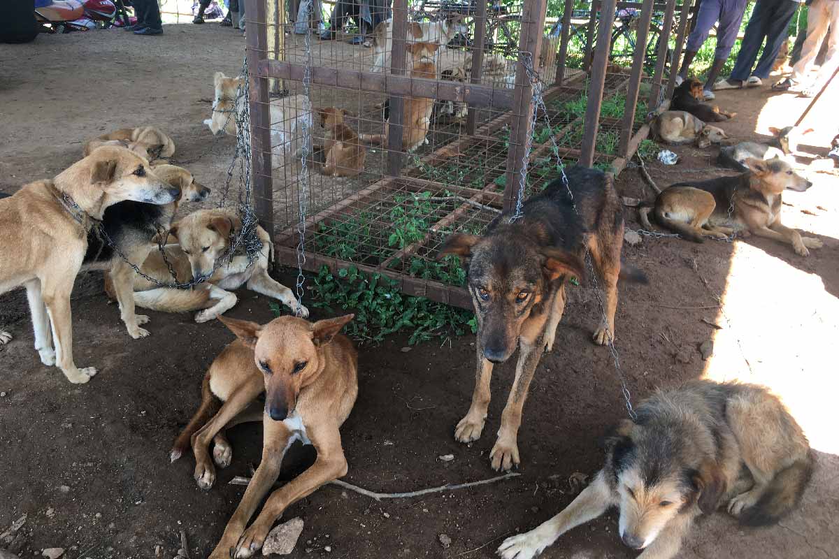 Dogs assembled at Lubao market for sale. Many sellers travel from far to arrive at the market on Thursdays. Credit: Pius Sawa