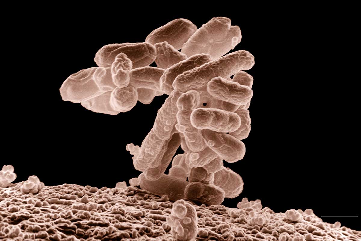 Low-temperature electron micrograph of a cluster of E. coli bacteria, magnified 10,000 times. Each individual bacterium is oblong shaped. Credit: Eric Erbe, digital colorisation by Christopher Pooley, both of USDA, ARS, EMU.