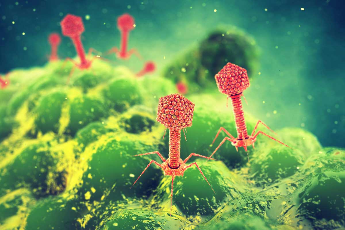 Phages (red) attacking a bacterium (green). nobeastsofierce/Shutterstock.com