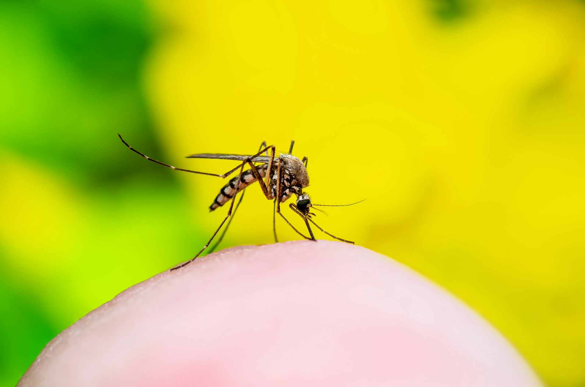 All of the Chikungunya cases in England were associated with travel to regions which have had ongoing outbreaks of the virus. nechaevkon/ Shutterstock