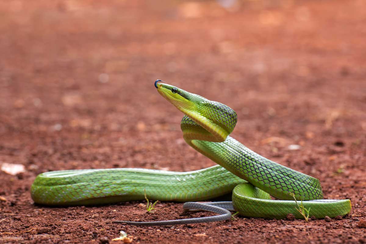 Head of green Gonyosoma snake looking around. Credit: kuritafsheen77