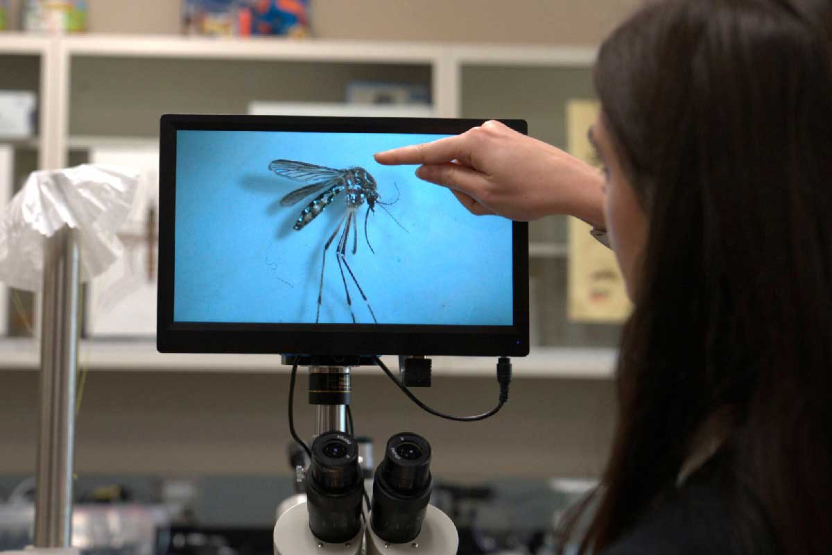 Hannah Livesay, biologist at the Grand River Mosquito Control District, points out the characteristic white markings of an Aedes aegypti mosquito shown under a microscope at her lab in Grand Junction, Colorado. Visual: Isabella Escobedo / Inside Climate News