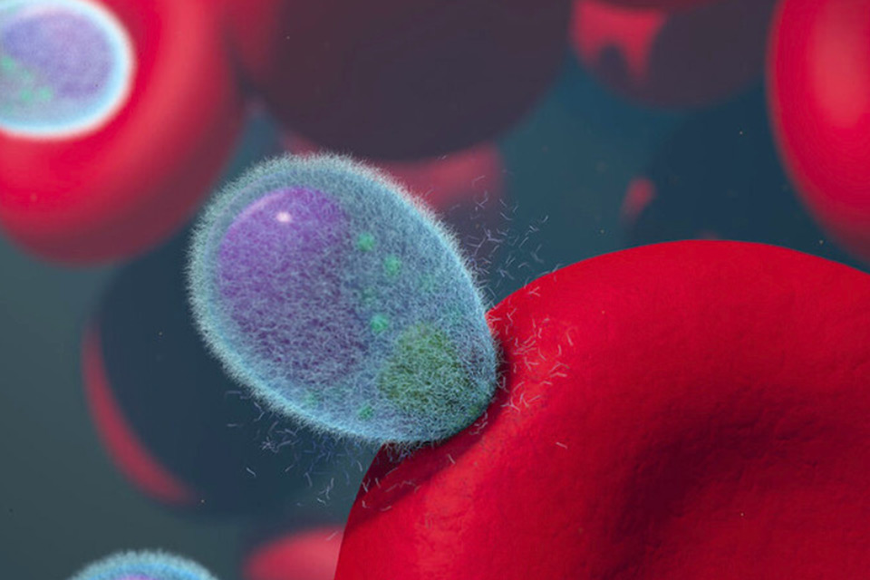 Malaria merozoites invading human red blood cells. Credit: NIADH