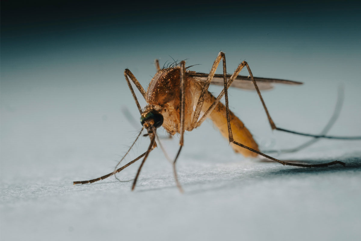 A magnified photograph of a mosquito. Credit: Rapha Wilde