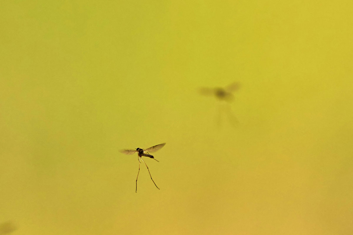 Mosquitos. Credit: Unsplash, Wolfgang Hasselmann