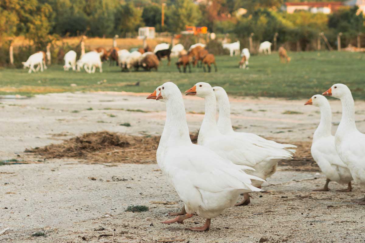 Nobel geese walking with herd of goats in the background. Credit: Freepik
