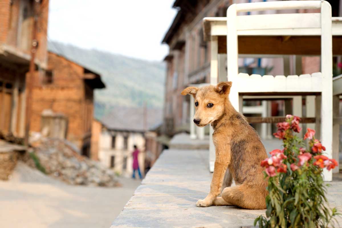 A little puppy on a terrace in Bandipur, Nepal. Credit: Francois de Halleu (CC BY-NC-ND 2.0)