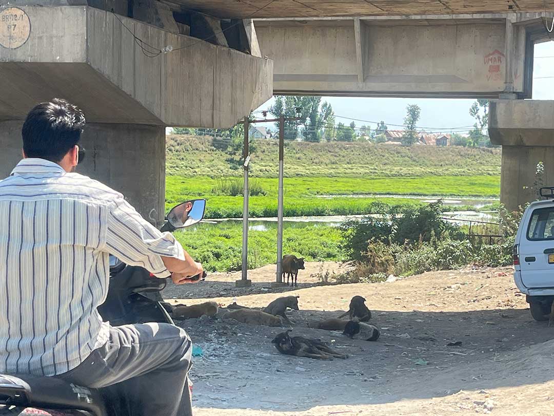 A person passes by a site as stray dogs rest on road-side in Srinagar. Credit: Athar Parvaiz