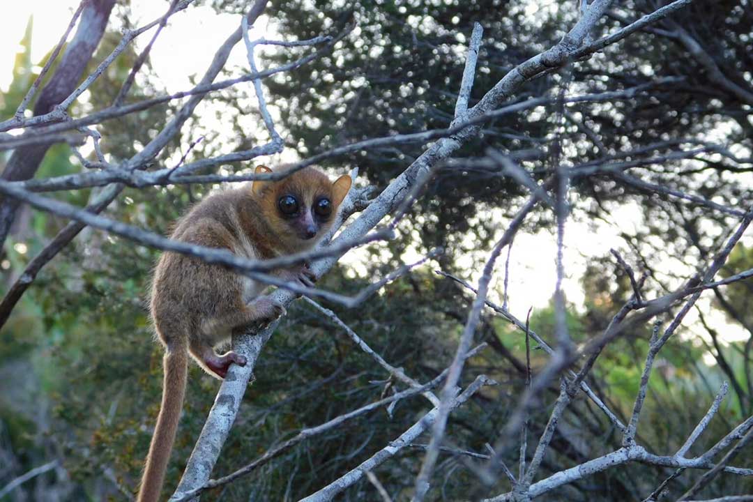 Mouse lemur (Microcebus sp) in Manombo Special Reserve. Photo by Elise Paietta