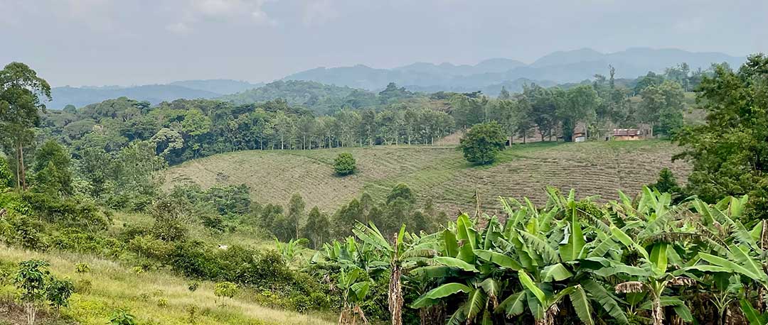 Twa gardens near Bwindi Impenetrable Forest in southwestern Uganda. The indigenous people were evicted from the forest in the 1990s to conserve it. Credit: John Agaba