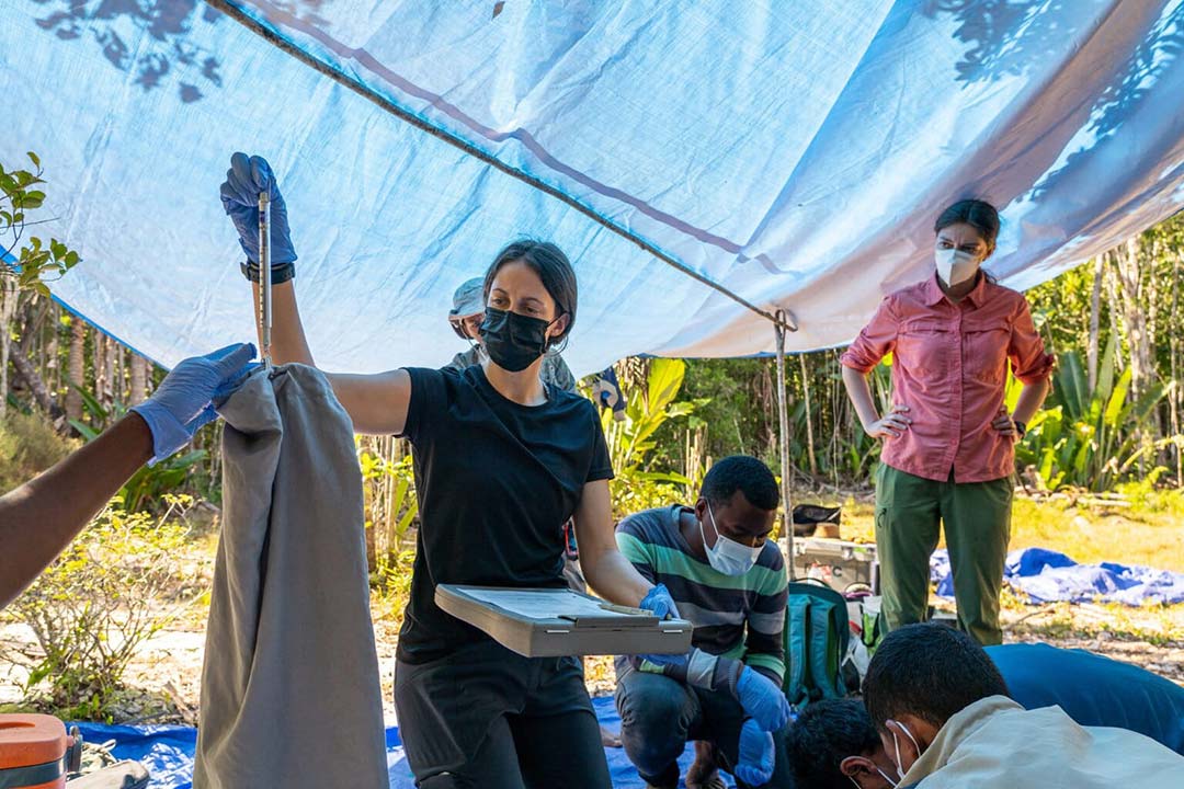 Image: Dr. Elise Paietta (Arizona State University, Duke University), Dr. Rachel Johnston (Zoo New England), Dr. Santatra Randrianarisoa (Mahaliana Labs), Tahina Razanamahenina (University of Antananarivo), Walter Tianjanahary (University of Fianarantsoa) doing field work in Madagascar’s Manombo Special Reserve. Image by Ryan Park.