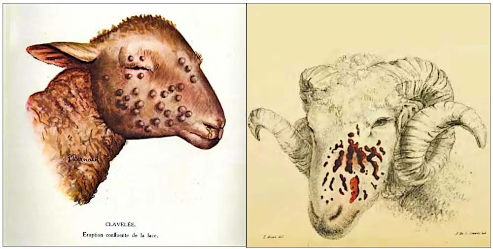 Illustrations of the effects of sheeppox virox. L-R: Les Maladies Du Mouton (Vigot Frères, 1923); A Practical Treatise on Small-pox in Sheep (Ridgway & Churchill, 1848)