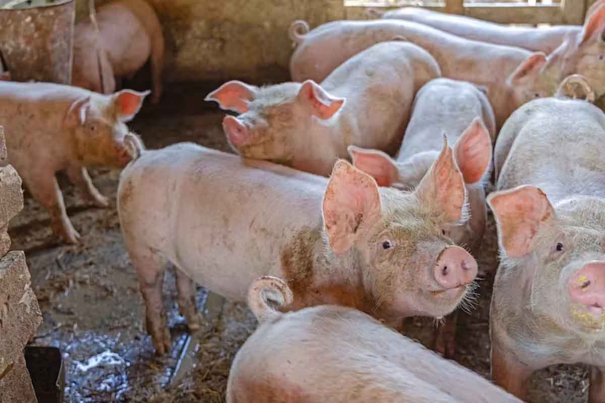 Patients were given pig whipworm to swallow. Baloncici/Shutterstock.com
