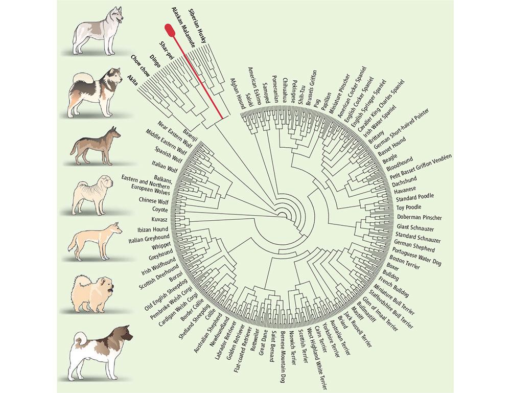 This circular tree shows genetic relationships among dog breeds, with the progenitor of canine transmissible venereal tumor (CTVT) in red. CTVT has survived for thousands of years as an infectious parasite, and genetic evidence shows that all the tumors are descended from a single dog. That dog was most closely related to the “ancient breeds,” a group that includes the malamute and the shar-pei. CREDIT: H.G. PARKER & E.A. OSTRANDER / SCIENCE 2014