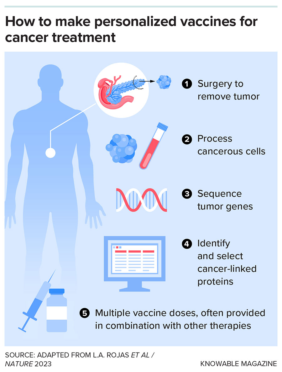 Therapeutic cancer vaccines are based on mutations specific to an individual patient’s tumor. Once the tumor has been removed, scientists collect the cells and analyze their genes for mutations. They then create personalized vaccines informed by those mutations.