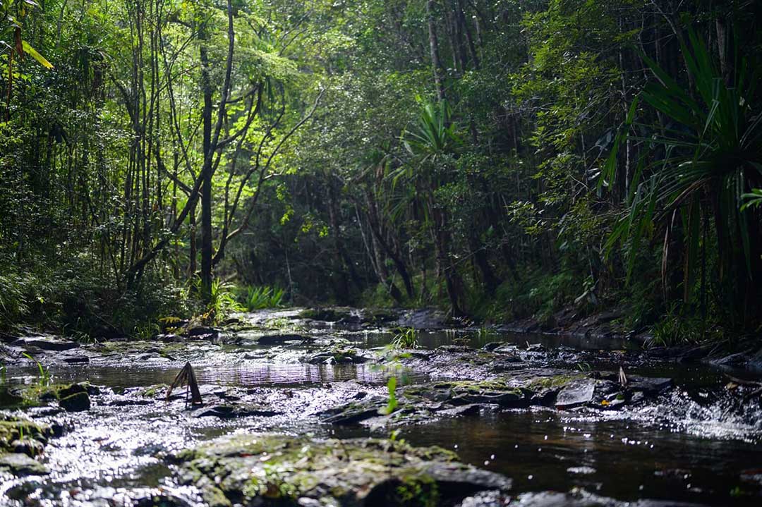 Healthy core Manombo forest. Photo by Nina Finley / Health in Harmony