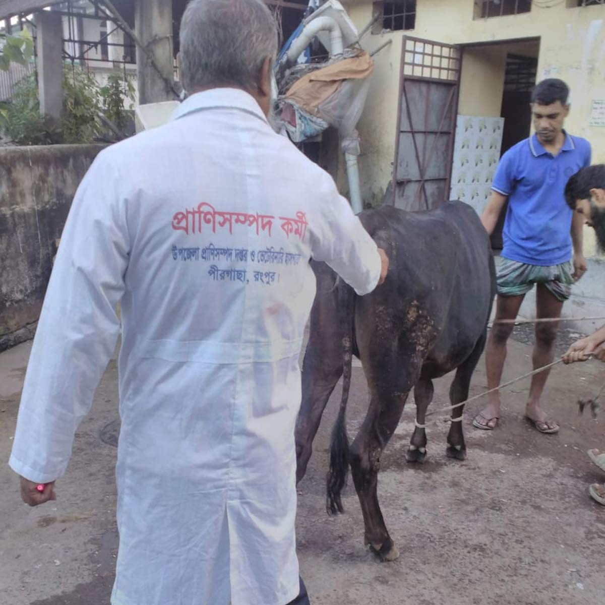 Pirgachha Upazila Livestock office veterinary team vaccinating cattle with anthrax vaccine. Credit: Upazila Livestock office.
