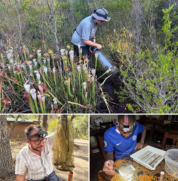 To collect mosquito iDNA, researcher Sarah Kroening uses an aspirator (top) to vacuum insects from among the pitcher plants in a bog on the Florida Panhandle. Entomologist Lawrence Reeves inspects mosquitoes collected in the Dragoon Mountains of southern Arizona (bottom left). Gift Mwaanga sorts through mosquitoes collected in southern Zambia looking for individuals that are blood-fed. The insects may harbor genetic material from the host animals they fed upon, which the scientists will extract and analyze. CREDIT: COURTESY OF LAWRENCE REEVES
