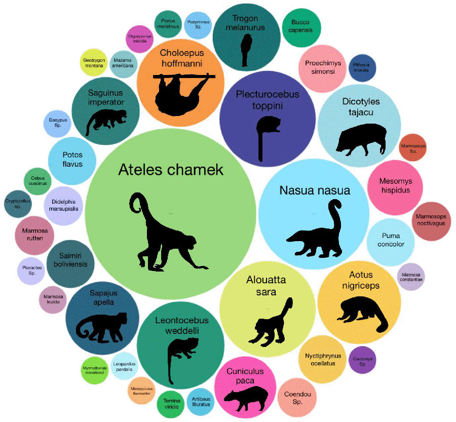 An analysis of dung beetle iDNA from the Los Amigos Biological Station in the Peruvian Amazon revealed the presence of 42 vertebrate species, including 33 species of mammal, 10 of which were primates. (The size of circles represents the number of dung beetles containing DNA for that species.) More than half of the mammals detected dwell in the trees and are otherwise hard to spot. Spider monkeys, South American coatis, collared peccaries, white-bellied slender opossums and pumas were among the animals that researchers documented. CREDIT: T.W. RODGERS ET AL / BIORXIV 2026. CC BY-NC-ND 4.0