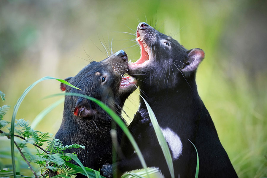 To get ahead in Tasmanian devil society, individuals have to be willing to bite, research suggests. The face-biting behavior gives infectious tumors a way to spread. CREDIT: PETRDOLEJSEK / ADOBE STOCK