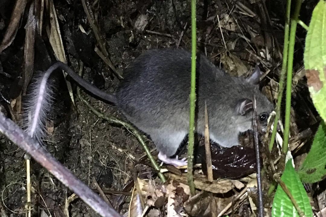 Eliurus tanala rat in Ranomafana. Photo by Nina Finley / Health in Harmony