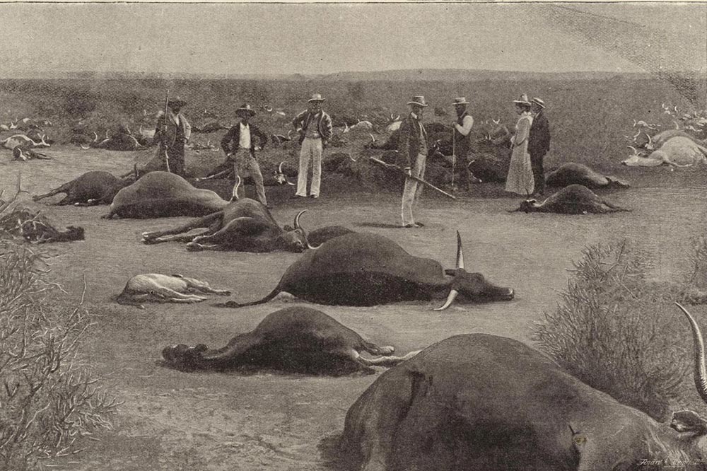 Rinderpest in Afrika: Wie das Virus den Kontinent veränderte. Credit: GEO