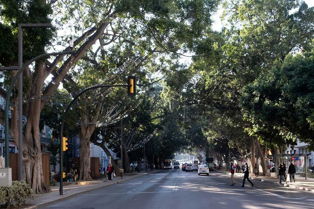 Street trees shading an asphalt road in Málaga, Spain. While trees are the obvious go-to cooling solution, their upkeep can be expensive. Image by Ari Dinar via Unsplash (Free to use).