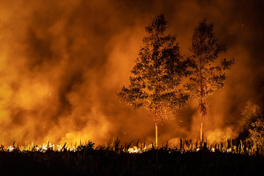 © Ulet Ifansasti / Greenpeace