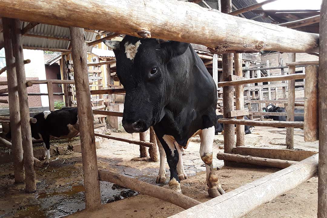 Brucellosis is a highly contagious, chronic bacterial infection caused primarily by the Brucella abortus bacterium. It is one of the most significant diseases affecting cattle. Credit: Joyce Chimbi